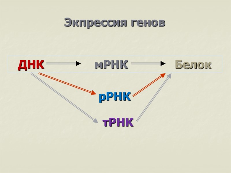 Экпрессия генов ДНК           